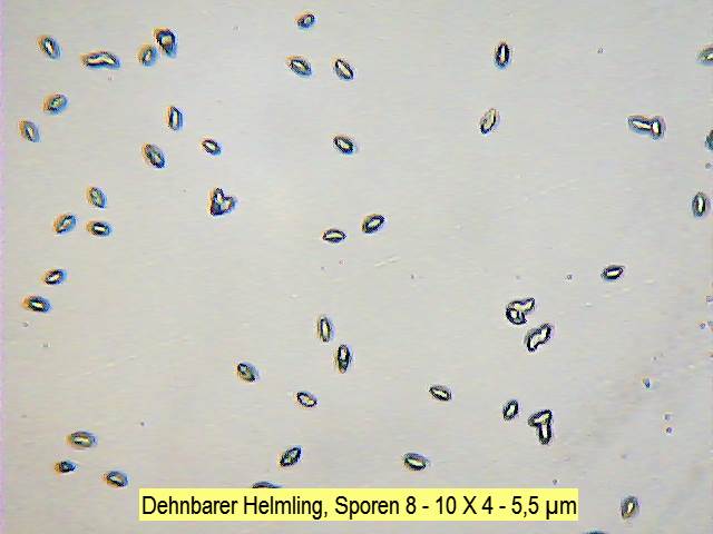 Sporen Dehnbarer Helmling